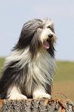 BEARDED COLLIE 270